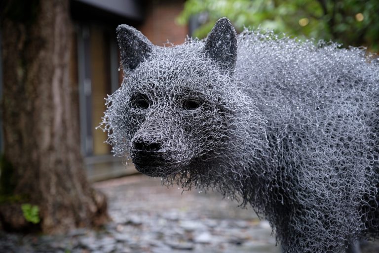 In “Huge Unhealthy Wolf”, the sculptor Kendra Hast helps