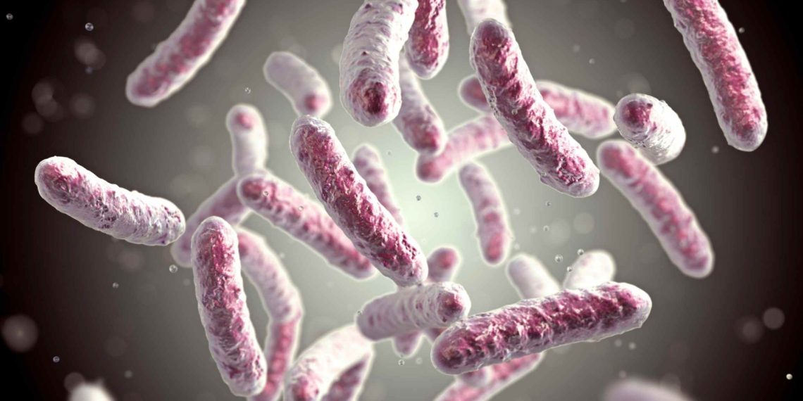 Examine exhibits dairy merchandise are each good and unhealthy for intestine well being