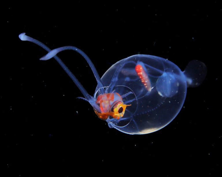 Ryo Minemizu illuminates the unbelievable variety of plankton off the coast of Japan – Colossal