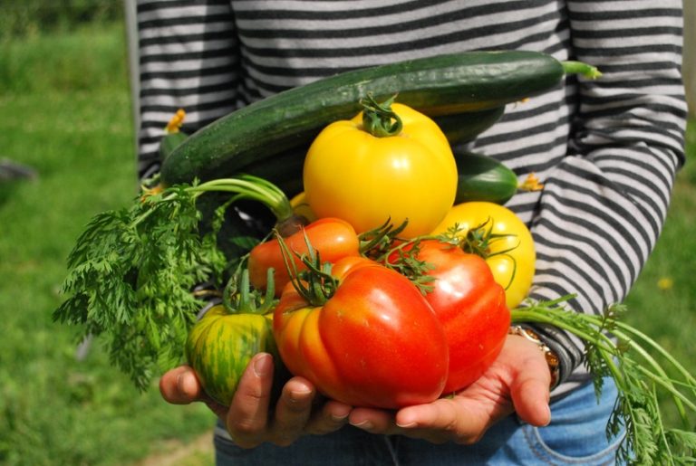 NY Highlights Meals Security on World Meals Security Day – Finger Lakes Every day Information