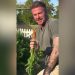 Sir David Beckham has Victoria in stitches over his wonky carrot | Life-style