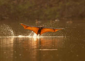 In a uncommon prevalence in the course of the day, flying foxes are chilly in an Indian -Colossal river