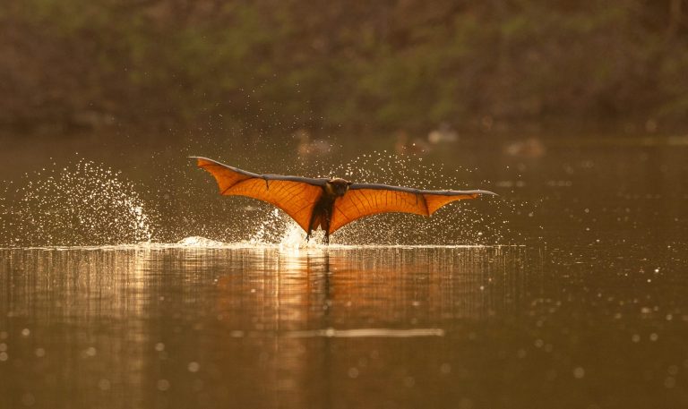 In a uncommon prevalence in the course of the day, flying foxes are chilly in an Indian -Colossal river