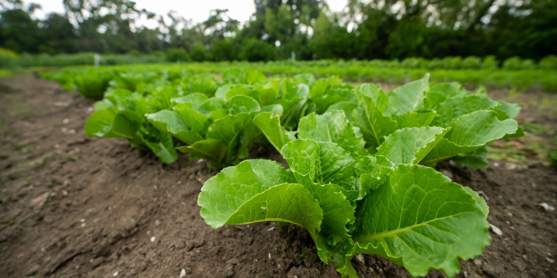 Grant loss threatens recent meals entry for Indy immigrant communities