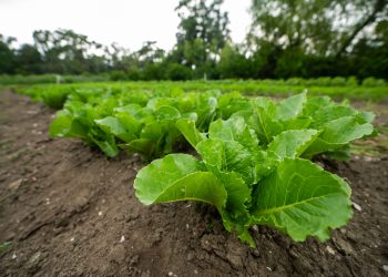 Grant loss threatens recent meals entry for Indy immigrant communities