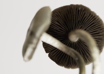 Grantsville life coach arrested for allegedly promoting medicine to shoppers