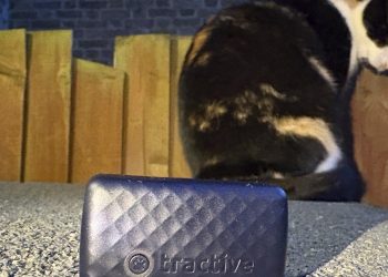 Technological suggestions for pursuing pets