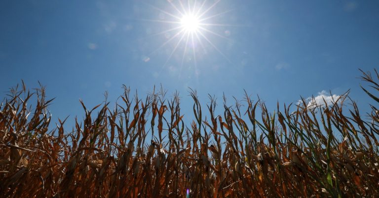 France’s Agriculture Faces Unprecedented Crisis Amid Severe Heat and Drought